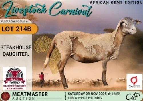 1 X MEATMASTER EWE Kluyts Livestock Farming