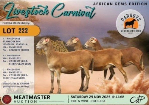 1 X MEATMASTER EWE Paradys Meatmasters