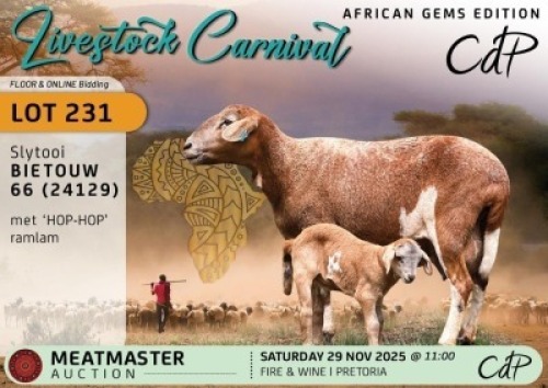 1 X MEATMASTER EWE Corn&eacute; du Plessis