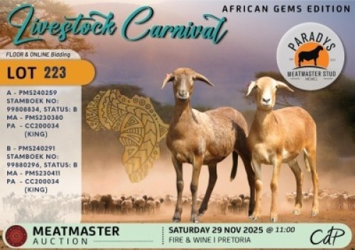 1 X MEATMASTER EWE Paradys Meatmasters