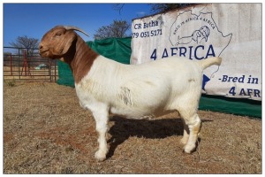 1 X BOERBOK OOI/EWE CR BOTHA BOERBOKSTOET - KUDDE/KLEUR