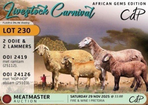 1 X MEATMASTER EWE Corn&eacute; du Plessis