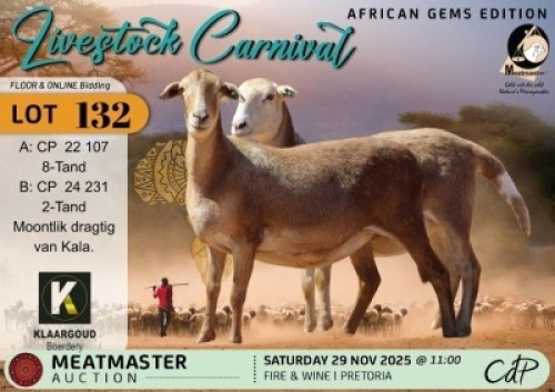1 X MEATMASTER EWE Klaargoud Boerdery