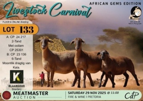1 X MEATMASTER EWE Klaargoud Boerdery
