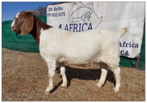 1 X BOERBOK OOI/EWE CR BOTHA BOERBOKSTOET - STOET