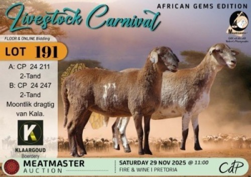 1 X MEATMASTER EWE Klaargoud Boerdery