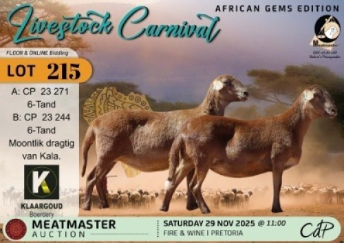 1 X MEATMASTER EWE Klaargoud Boerdery