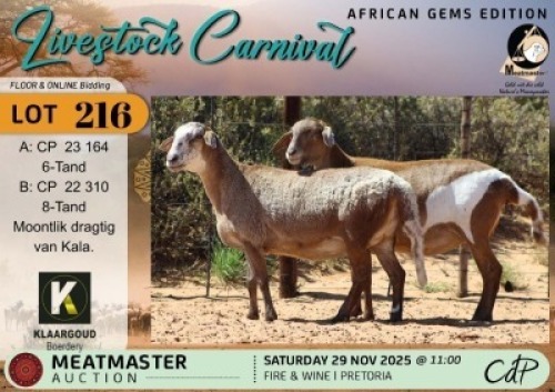 1 X MEATMASTER EWE Klaargoud Boerdery