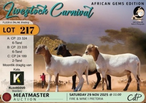 1 X MEATMASTER EWE Klaargoud Boerdery