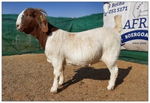 1 X BOERBOK OOI/EWE CR BOTHA BOERBOKSTOET - KUDDE