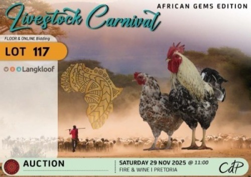2 X CHICKENS 1 X ROOSTER & 1 X HEN Langkloof Game Farm (Per animal to take the lot)