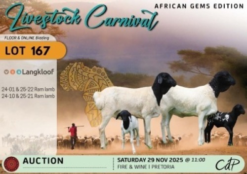 1 X PERSIAN SHEEP EWE Langkloof Game Farm