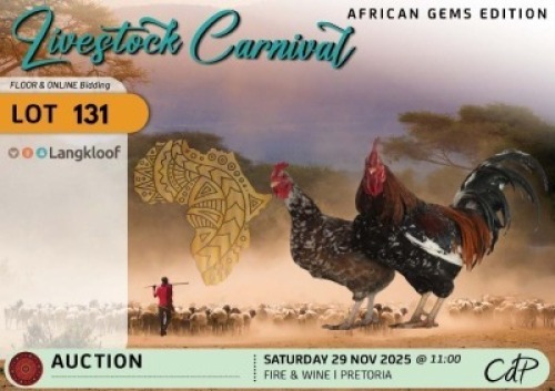 2 X CHICKENS 1 X ROOSTER & 2 X HEN Langkloof Game Farm (Per animal to take the lot)