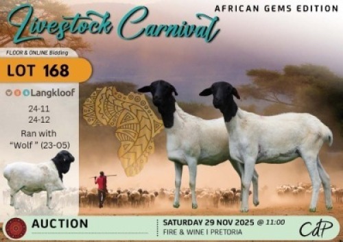 1 X PERSIAN SHEEP EWE Langkloof Game Farm