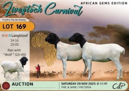 1 X PERSIAN SHEEP EWE Langkloof Game Farm