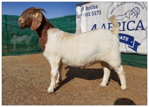 1 X BOERBOK OOI/EWE CR BOTHA BOERBOKSTOET - KUDDE/SPEEN