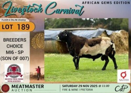 1 X MEATMASTER RAM Kluyts Livestock Farming