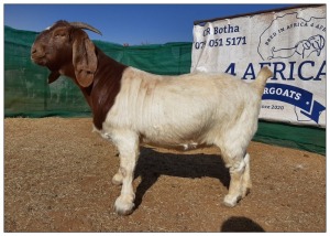 1 X BOERBOK OOI/EWE CR BOTHA BOERBOKSTOET - KUDDE