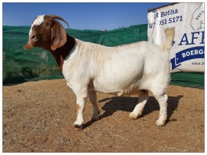 1 X BOERBOK OOI/EWE CR BOTHA BOERBOKSTOET - KUDDE