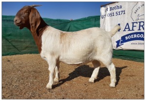 1 X BOERBOK OOI/EWE CR BOTHA BOERBOKSTOET - KUDDE