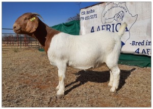 1 X BOERBOK OOI/EWE CR BOTHA BOERBOKSTOET - KUDDE