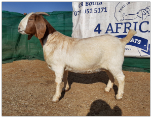 1 X BOERBOK OOI/EWE CR BOTHA BOERBOKSTOET - KUDDE