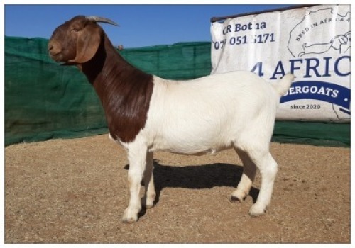 1 X BOERBOK OOI/EWE CR BOTHA BOERBOKSTOET - KUDDE/SPEEN