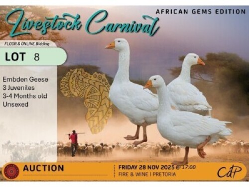 3 X GEESE Unsexed x 3. 3-4 months old. Pumulani Farms (Per animal to take the lot)