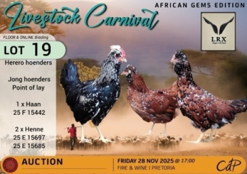 3 X CHICKENS 1 X ROOSTER & 2 X HEN LRX Cape Lob Ears (Per animal to take the lot)