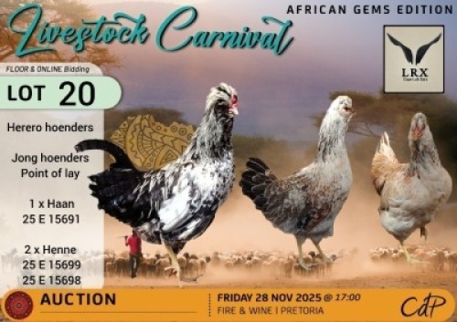 3 X CHICKENS 1 X ROOSTER & 2 X HEN LRX Cape Lob Ears (Per animal to take the lot)