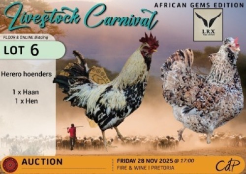 2 X CHICKENS 1 X ROOSTER & 1 X HEN LRX Cape Lob Ears (Per animal to take the lot)