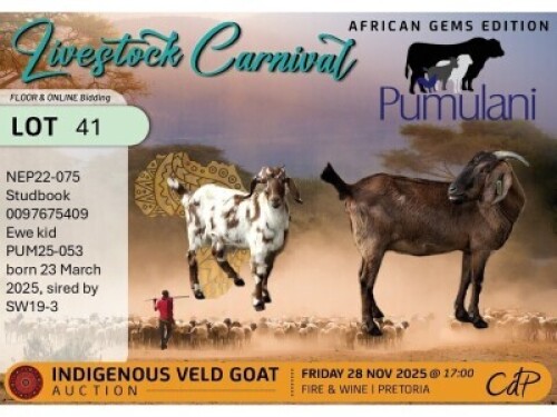 1 X CAPE LOB EAR PREGNANT DOE Pumulani Farms