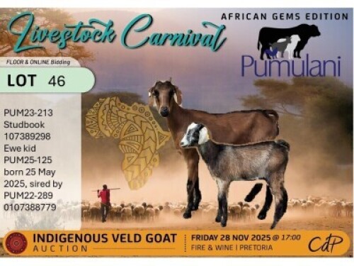 1 X NGUNI DOE Pumulani Farms