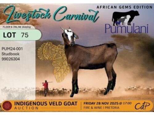 1 X NGUNI DOE Pumulani Farms
