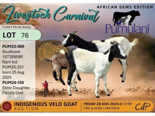 2 X NGUNI DOE Pumulani Farms
