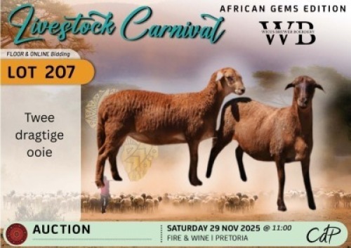 1 X MEATMASTER PREGNANT EWE Bruwer Boerdery