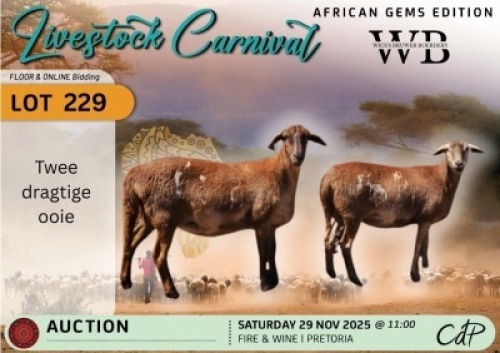 1 X MEATMASTER PREGNANT EWE Bruwer Boerdery
