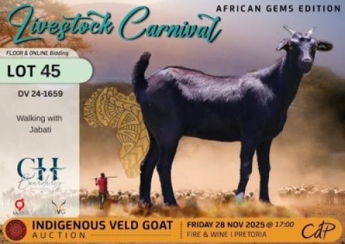 1 X NGUNI PREGNANT DOE CH Boerdery