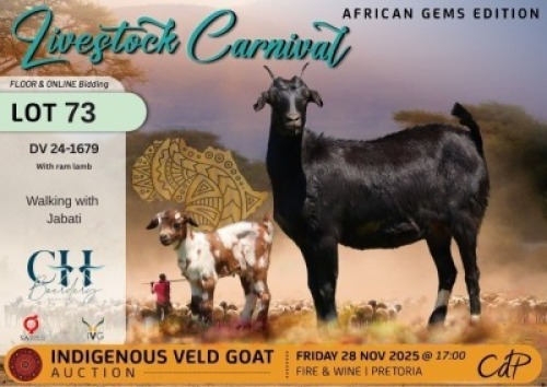 1 X NGUNI DOE CH Boerdery