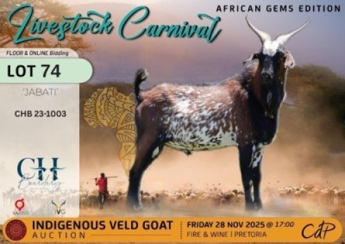 1 X NGUNI BUCK CH Boerdery