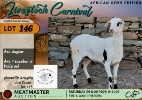 1 X MEATMASTER EWE Koppieskraal Meatmasters
