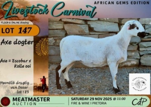 1 X MEATMASTER EWE Koppieskraal Meatmasters