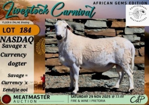 WITHDRAWN - 1 X MEATMASTER RAM Koppieskraal Meatmasters