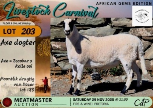 1 X MEATMASTER EWE Koppieskraal Meatmasters