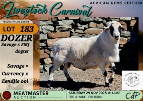 1 X MEATMASTER RAM Koppieskraal Meatmasters
