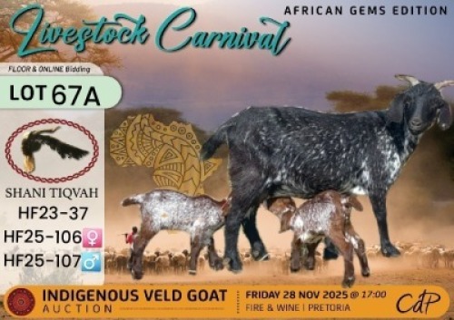 1 X CAPE SPECKLED DOE Shani Tiqvah