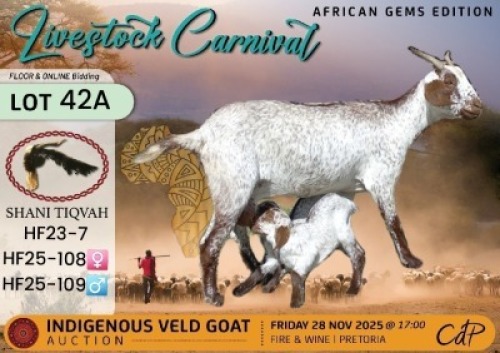 WITHDRAWN - 1 X CAPE SPECKLED DOE Shani Tiqvah