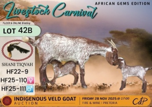1 X CAPE SPECKLED DOE Shani Tiqvah