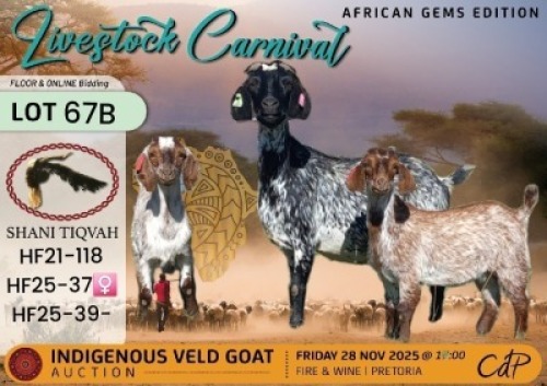 1 X CAPE SPECKLED DOE Shani Tiqvah