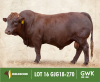 LOT 16: GJG 180270 SP